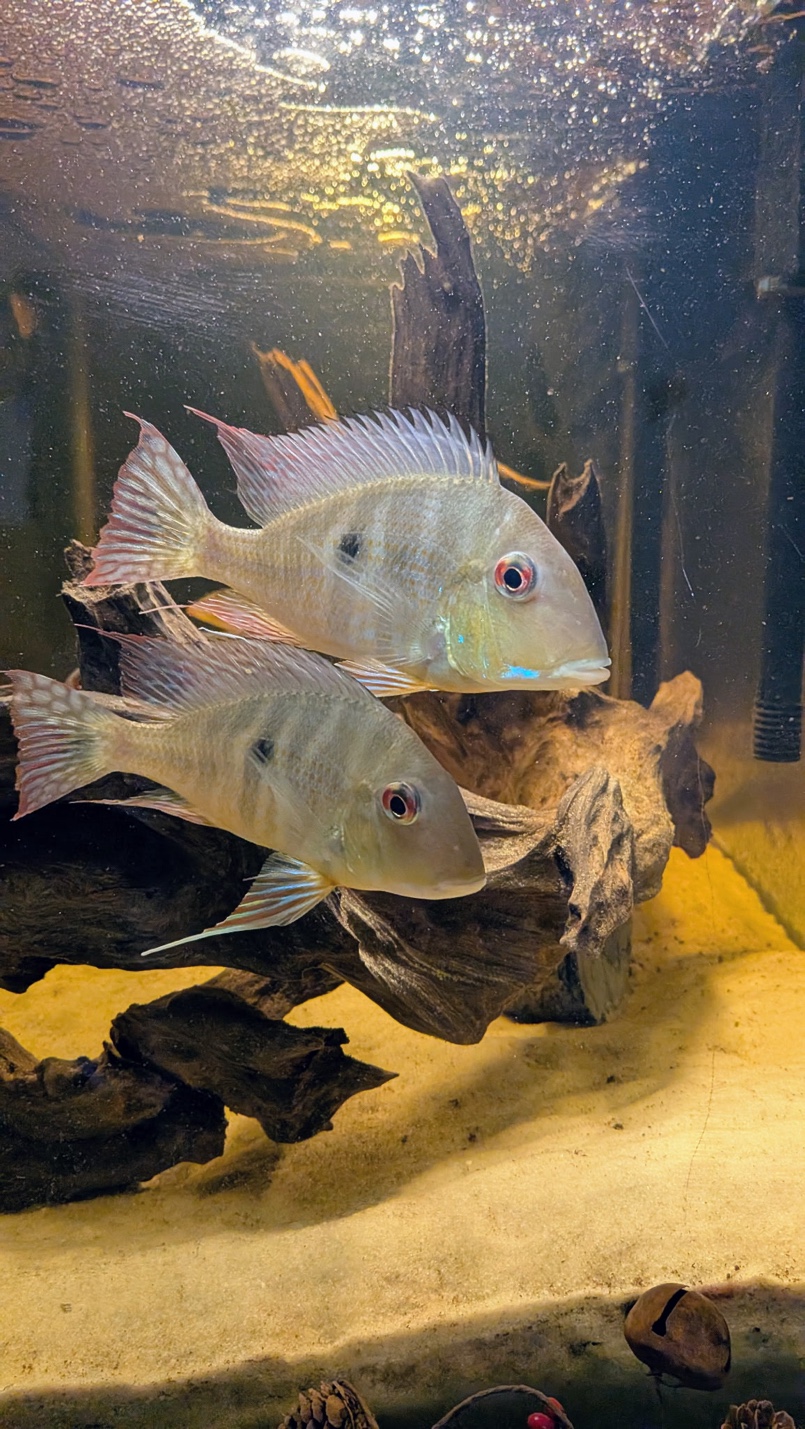 Cichlid display