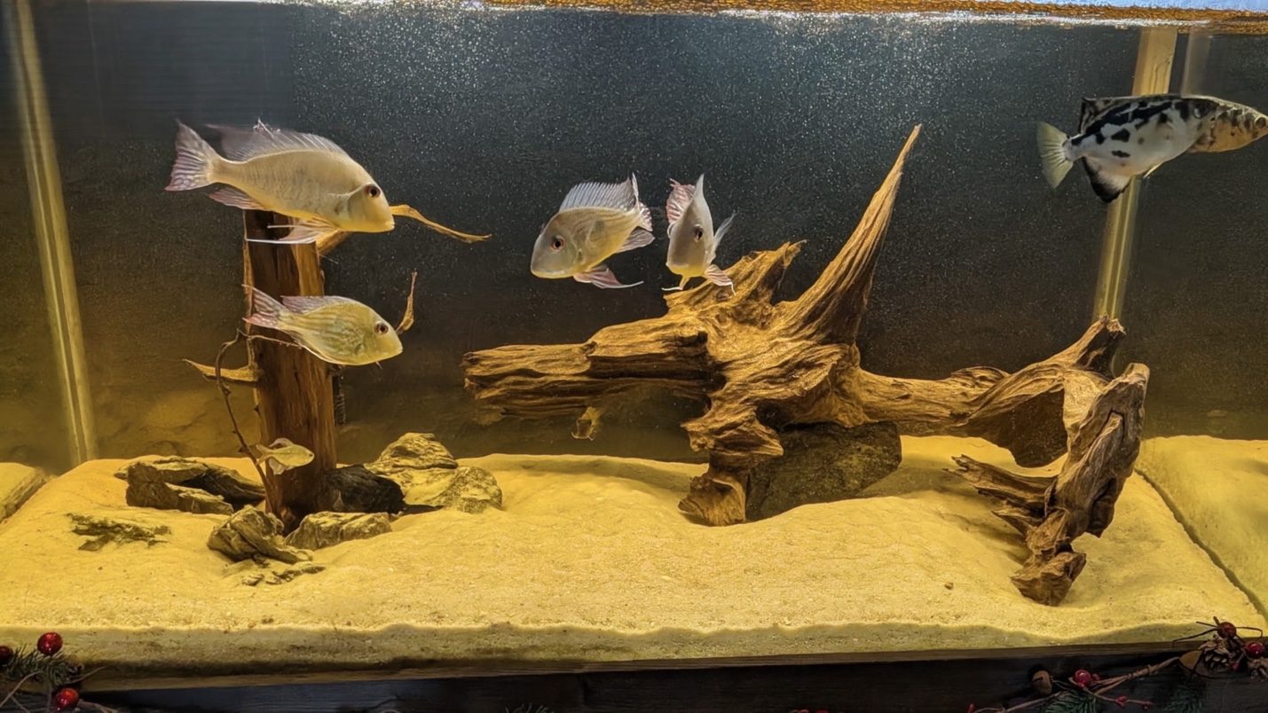 Driftwood aquascape